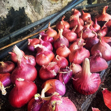 Load image into Gallery viewer, 20 Organic Red Shallot Vegetable Seeds