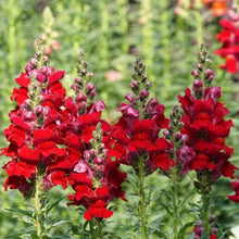 Load image into Gallery viewer, 100 Passion Mix Hybrid Snapdragon Flower Seeds