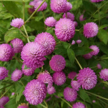 Load image into Gallery viewer, 50 Deep Rose Globe Amaranth Flower Seeds