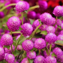 Load image into Gallery viewer, 50 Deep Rose Globe Amaranth Flower Seeds