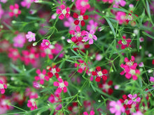 Load image into Gallery viewer, 500 Dark Rose Annual Baby's Breath Flower Seeds