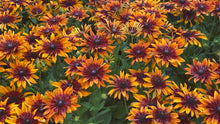 Load image into Gallery viewer, 100 "Autumn Forest" Rudbeckia Flower Seeds