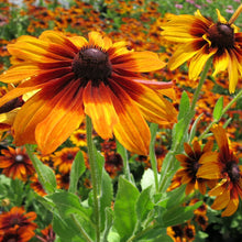 Load image into Gallery viewer, 100 "Autumn Forest" Rudbeckia Flower Seeds