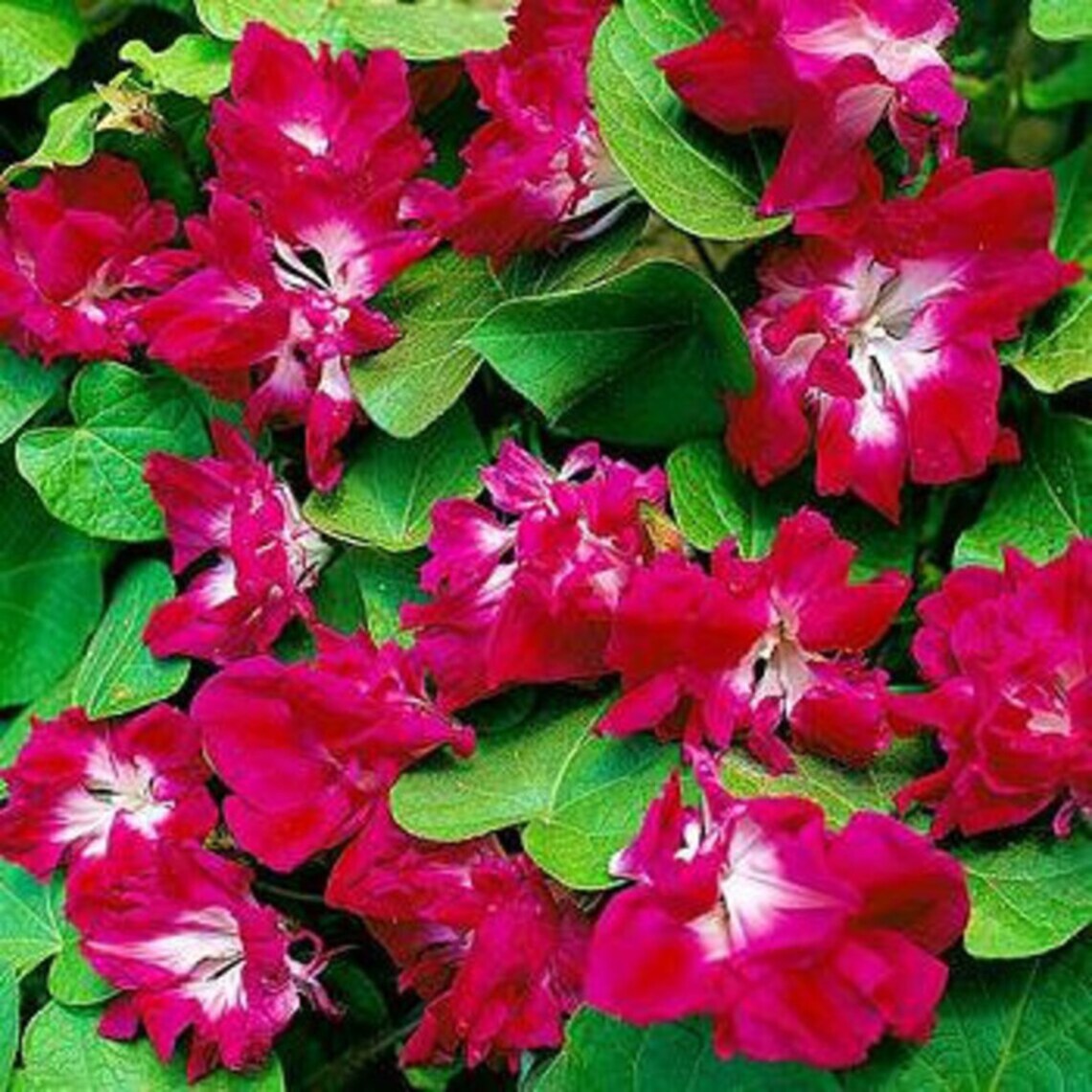 japanese morning glory seeds 10 Japanese Ruffled Morning Glory Flower Seeds