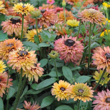 Load image into Gallery viewer, 25 Sahara Rudbeckia Flower Seeds
