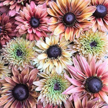 Load image into Gallery viewer, 25 Sahara Rudbeckia Flower Seeds