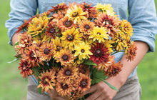 Load image into Gallery viewer, 25 Sahara Rudbeckia Flower Seeds