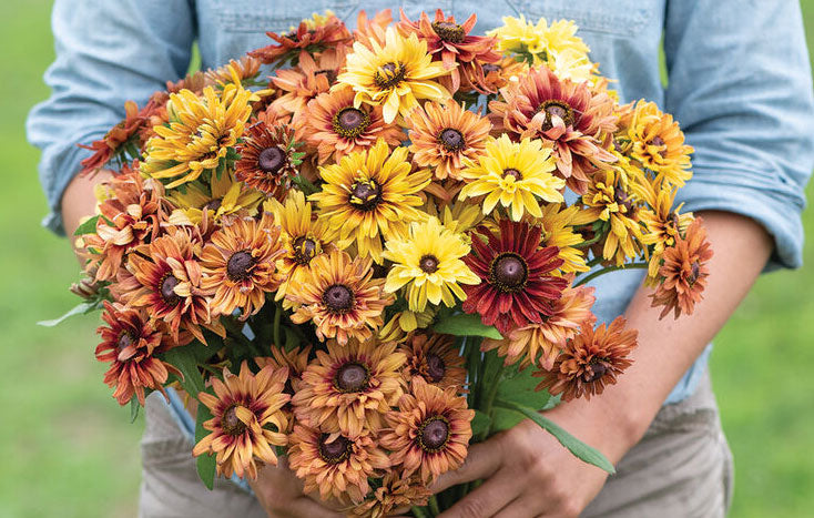 rudbeckia flower seeds 25 Sahara Rudbeckia Flower Seeds
