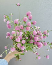 Load image into Gallery viewer, 50 Salmon Pastel Globe Amaranth Flower Seeds