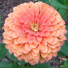 Load image into Gallery viewer, 25 Giant Salmon Rose Zinnia Flower Seeds