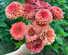 Load image into Gallery viewer, 25 Giant Salmon Rose Zinnia Flower Seeds