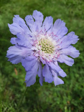 Load image into Gallery viewer, 25 House Mix Perennial Scabiosa Flower Seeds