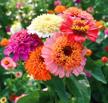 Load image into Gallery viewer, 50 Cresto Mix Scabiosa Crested Zinnia Flower Seeds