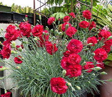 Load image into Gallery viewer, 100 Scarlet Red French Carnation Flower Seeds