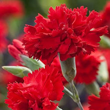 Load image into Gallery viewer, 100 Scarlet Red French Carnation Flower Seeds