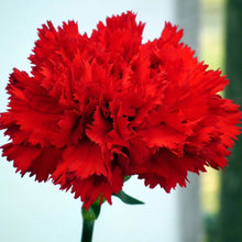 Load image into Gallery viewer, 100 Scarlet Red French Carnation Flower Seeds