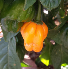 Load image into Gallery viewer, 10 Organic Scotch Bonnet Hot Pepper Vegetable Seeds