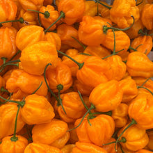 Load image into Gallery viewer, 10 Organic Scotch Bonnet Hot Pepper Vegetable Seeds