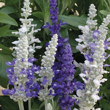 Load image into Gallery viewer, 50 Seascape Mix Sage Salvia Flower Seeds
