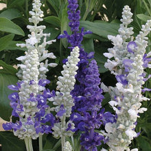 Load image into Gallery viewer, 50 Seascape Mix Perennial Sage Salvia Flower Seeds
