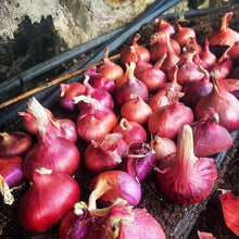 Load image into Gallery viewer, 20 Organic Red Shallot Vegetable Seeds