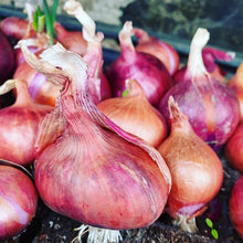 Load image into Gallery viewer, 20 Organic Red Shallot Vegetable Seeds