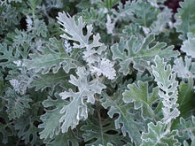 Load image into Gallery viewer, 200 Dusty Miller Maritima Flower Seeds