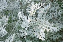 Load image into Gallery viewer, 200 Dusty Miller Maritima Flower Seeds