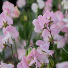 Load image into Gallery viewer, 20 Bix Blush Sweet Pea Flower Seeds
