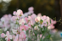 Load image into Gallery viewer, 20 Bix Blush Sweet Pea Flower Seeds
