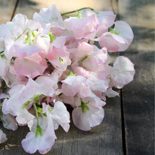 Load image into Gallery viewer, 20 Bix Blush Sweet Pea Flower Seeds