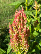 Load image into Gallery viewer, 50 Texas Plume Spun Sugar Celosia Flower Seeds