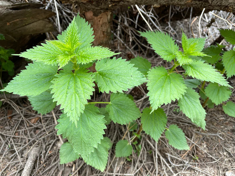 nettle seeds for planting 200 Stinging Nettle Herb Seeds – New Hill Farms