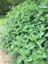 Load image into Gallery viewer, 200 Stinging Nettle Herb Seeds