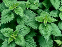 Load image into Gallery viewer, 200 Stinging Nettle Herb Seeds
