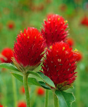 Load image into Gallery viewer, 50 Strawberry Fields Globe Amaranth Flower Seeds