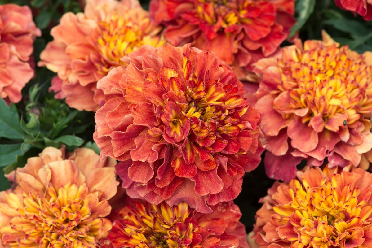 25 Strawberry Blonde Dwarf Marigold Flower Seeds – New Hill Farms