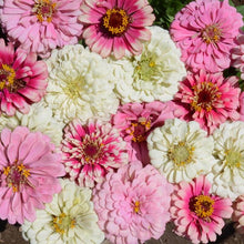 Load image into Gallery viewer, 100 Strawberry Swirl Zinnia Flower Seeds