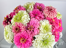 Load image into Gallery viewer, 100 Strawberry Swirl Zinnia Flower Seeds