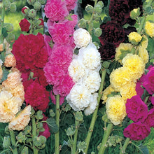 Load image into Gallery viewer, 50 Summer Carnival Hollyhock Flower Seeds