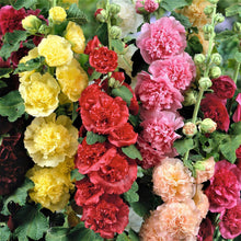 Load image into Gallery viewer, 50 Summer Carnival Hollyhock Flower Seeds