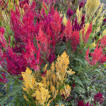 Load image into Gallery viewer, 50 Texas Plume Summer Sherbet Celosia Flower Seeds