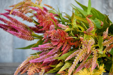 Load image into Gallery viewer, 50 Texas Plume Summer Sherbet Celosia Flower Seeds