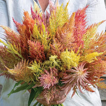Load image into Gallery viewer, 50 Texas Plume Summer Shimmer Celosia Flower Seeds
