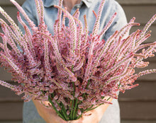 Load image into Gallery viewer, 100 Suworowii Sea Lavender Statice Flower Seeds