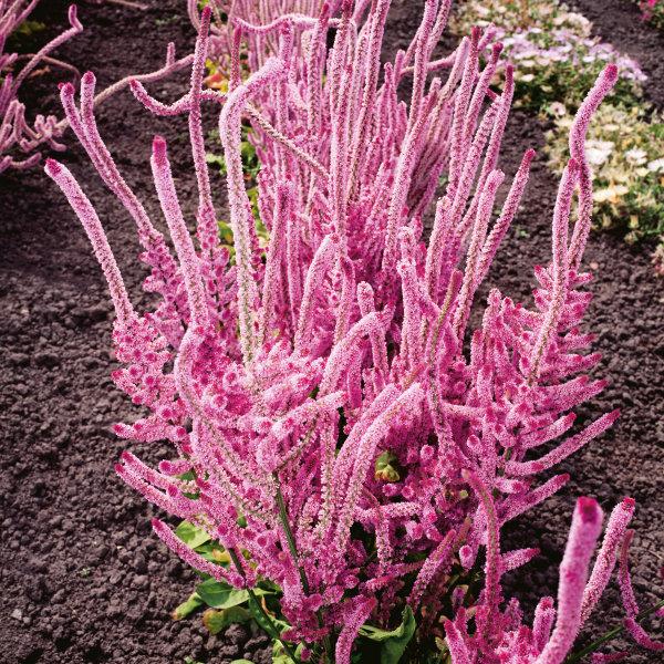 lavender statice flower 100 Suworowii Sea Lavender Statice Flower Seeds