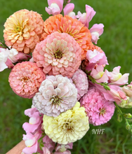 Load image into Gallery viewer, 200 Sunrise Mix Color Zinnia Flower Seeds