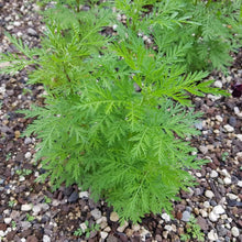 Load image into Gallery viewer, 100 Organic Sweet Annie Artemisia annua Seeds