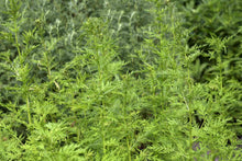 Load image into Gallery viewer, 100 Organic Sweet Annie Artemisia annua Seeds