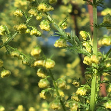 Load image into Gallery viewer, 100 Organic Sweet Annie Artemisia annua Seeds